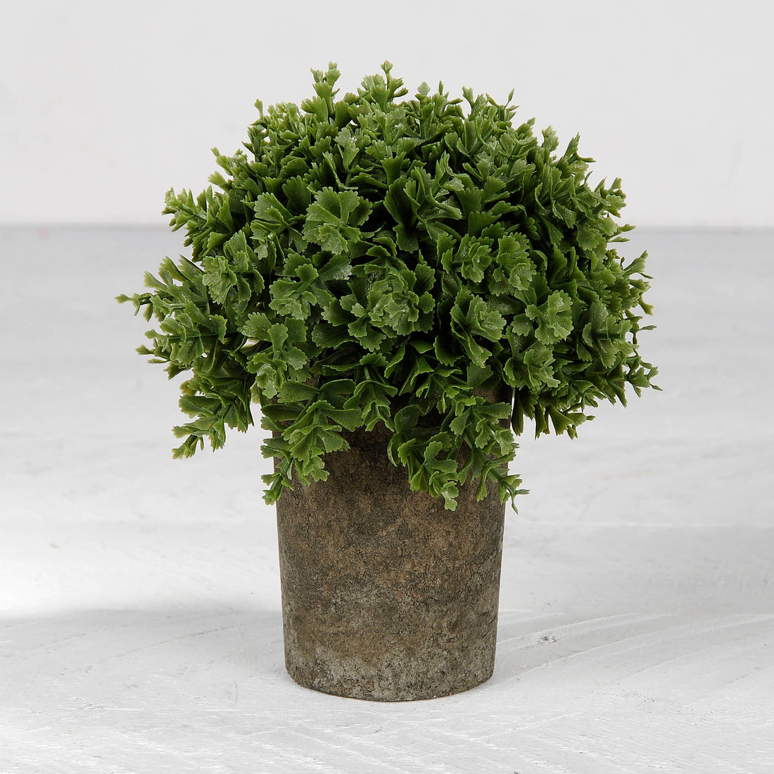 Succulent In Gray Skinny Pot