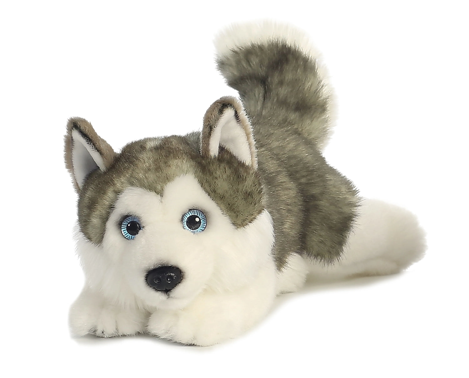 Husky Lying 11”